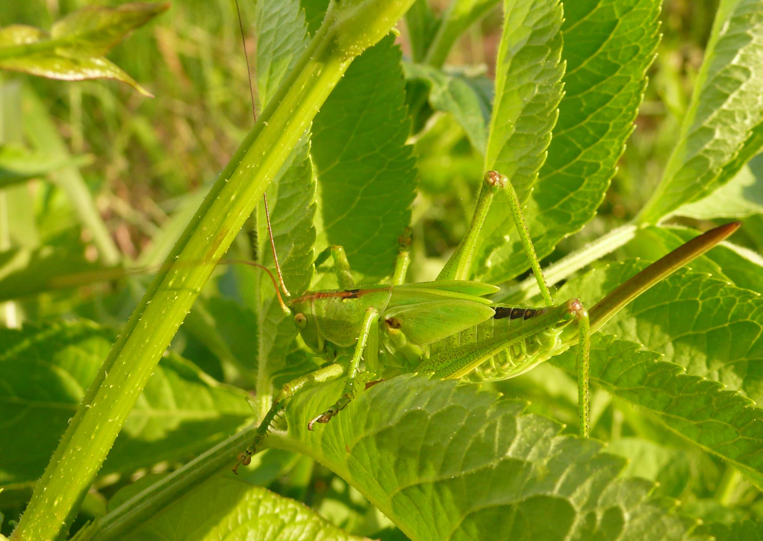 Ninfa di Tettigonia viridissima