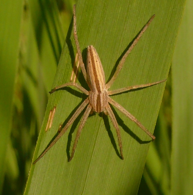 Tibellus oblongus; Pisaura sp.