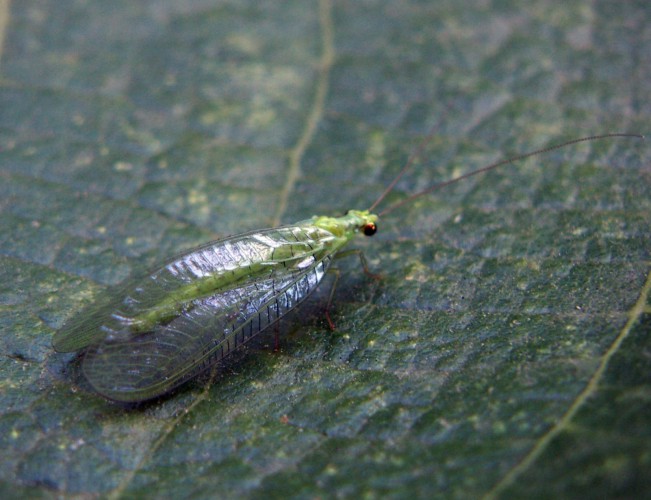 Chrysopa sp.