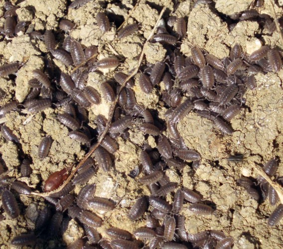 Porcellio sp.