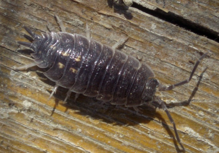 Porcellio sp.