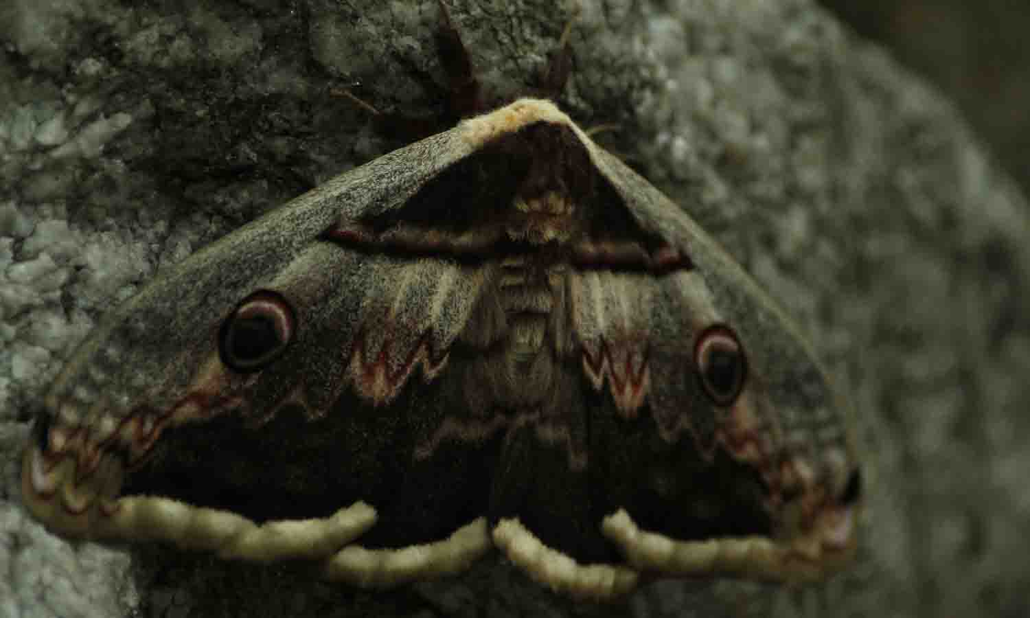 Identificazione falena(?) - Saturnia pyri