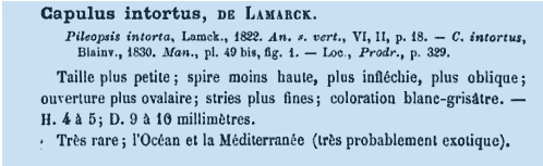 Conferma  Kresbia intorta (Lamarck)