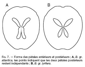teche:Brissopsis lyrifera, Brissopsis atlantica mediterranea