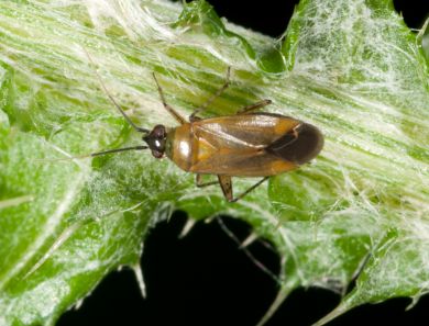 Miridae: Plagiognathus arbustorum