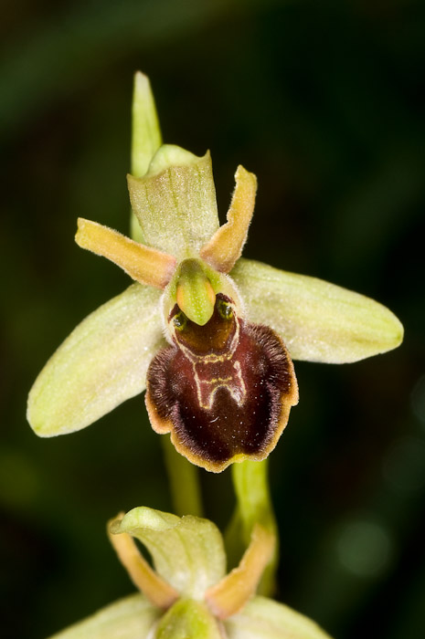 Ophrys sphegodes ssp./var. (Marche)