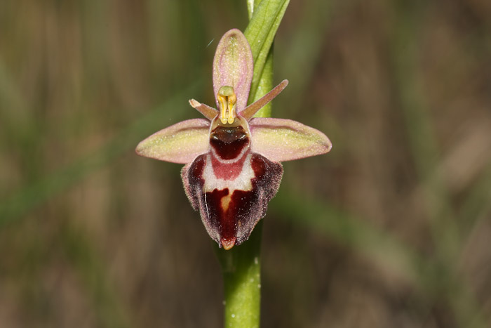 Ibrido Ophrys nelle Marche