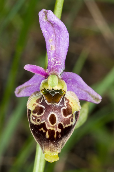 Ophrys holoserica ssp. dinarica nelle Marche