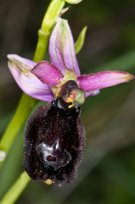 O. bertolonii ssp. benacensis nel nord delle Marche?