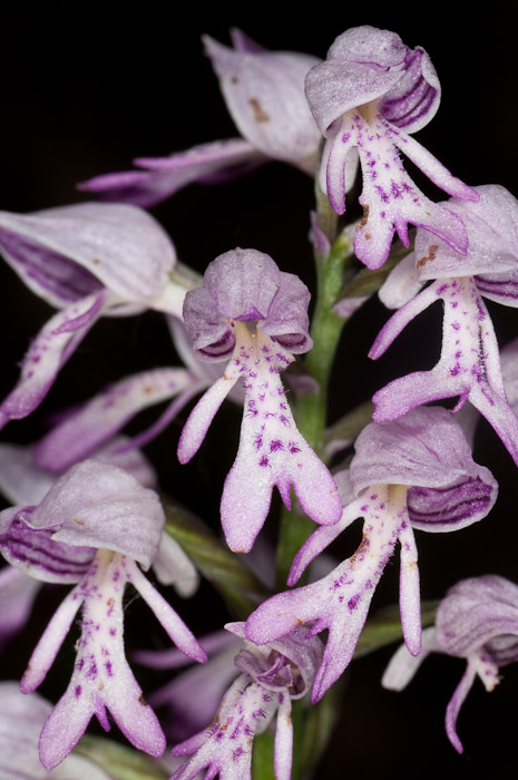 O. militaris oppure O. simia (Marche)