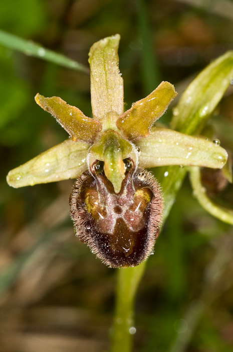 Ophrys sphegodes ssp./var. (Marche)