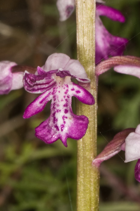 O. militaris oppure O. simia (Marche)