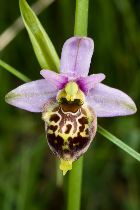 Ophrys holoserica ssp. dinarica nelle Marche