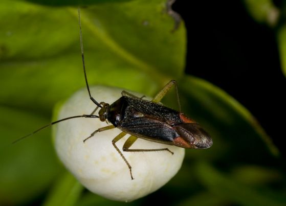 Miridae: Closterotomus trivialis, maschio, di Urbino