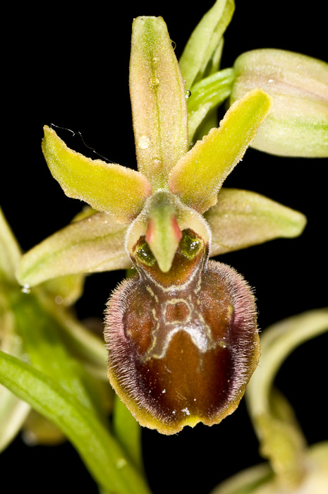 Ophrys sphegodes ssp./var. (Marche)