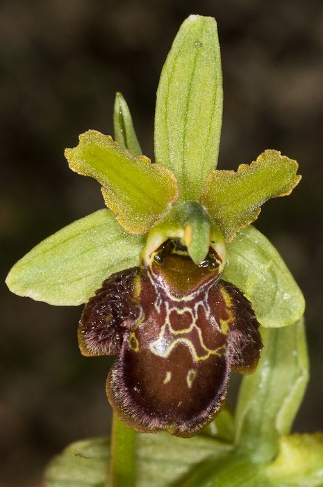 Ophrys sphegodes? (Marche)