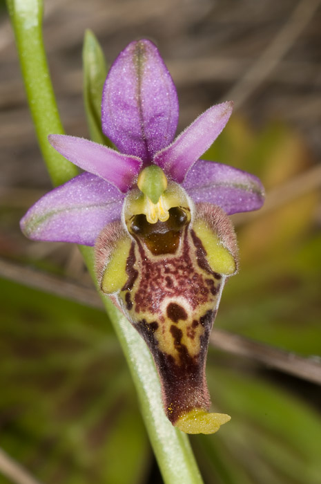 Ophrys holoserica ssp. dinarica nelle Marche