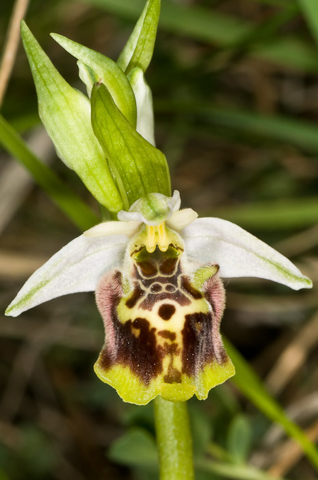 Ophrys holoserica ssp. dinarica nelle Marche