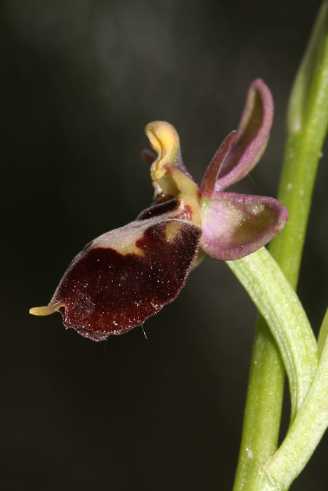 Ibrido Ophrys nelle Marche