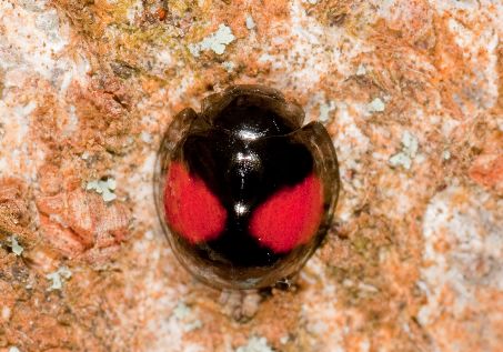 Chilocoris similis?