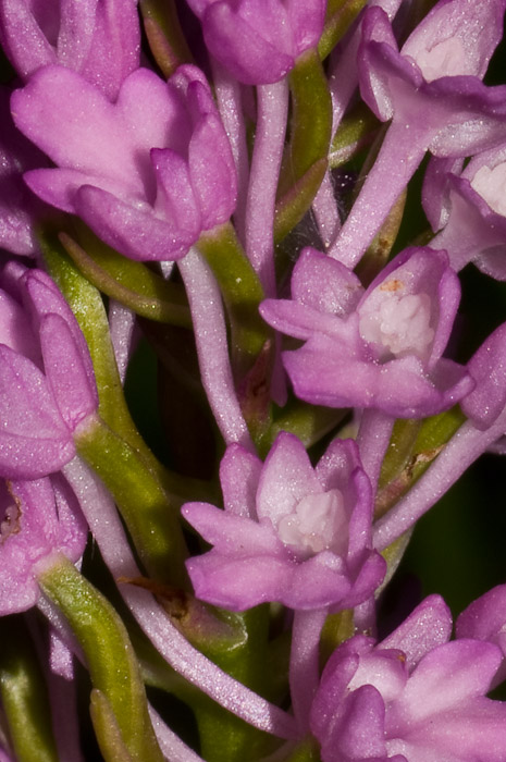 Gymnadenia conopsea - ibrido o lusus?