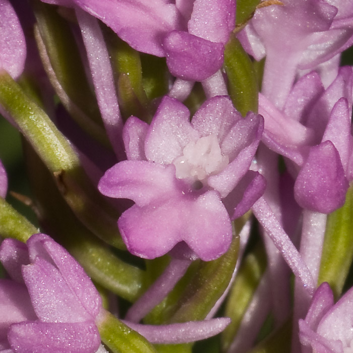 Gymnadenia conopsea - ibrido o lusus?