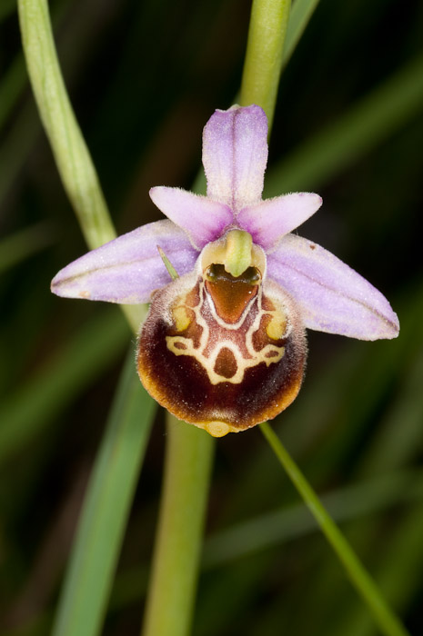 O. holoserica: ssp. dinarica vs ssp. holoserica