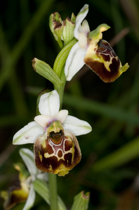 O. holoserica: ssp. dinarica vs ssp. holoserica