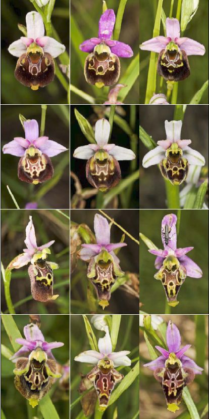 Ophrys holoserica nelle Marche - qualche considerazione