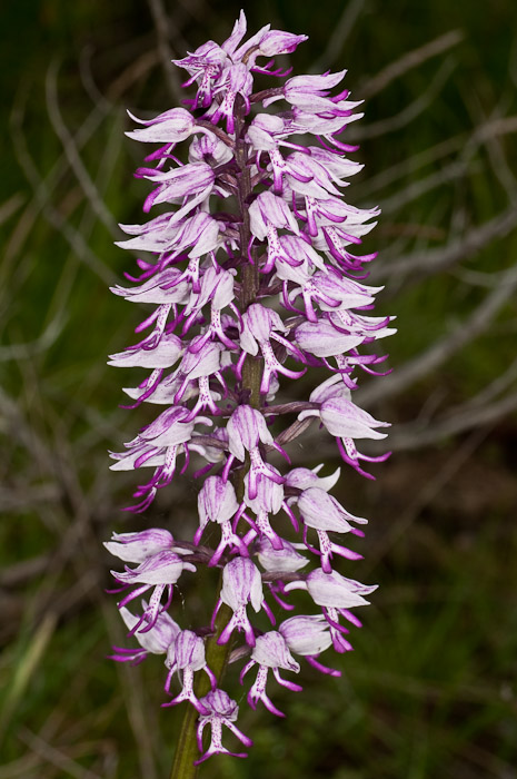 O. militaris oppure O. simia (Marche)