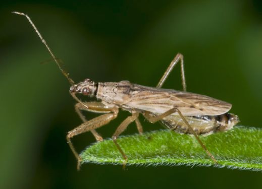 Nabis sp. di Urbino