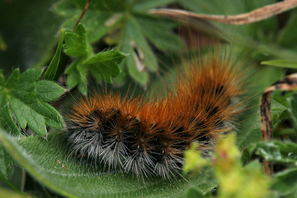 Bruchi da identificera