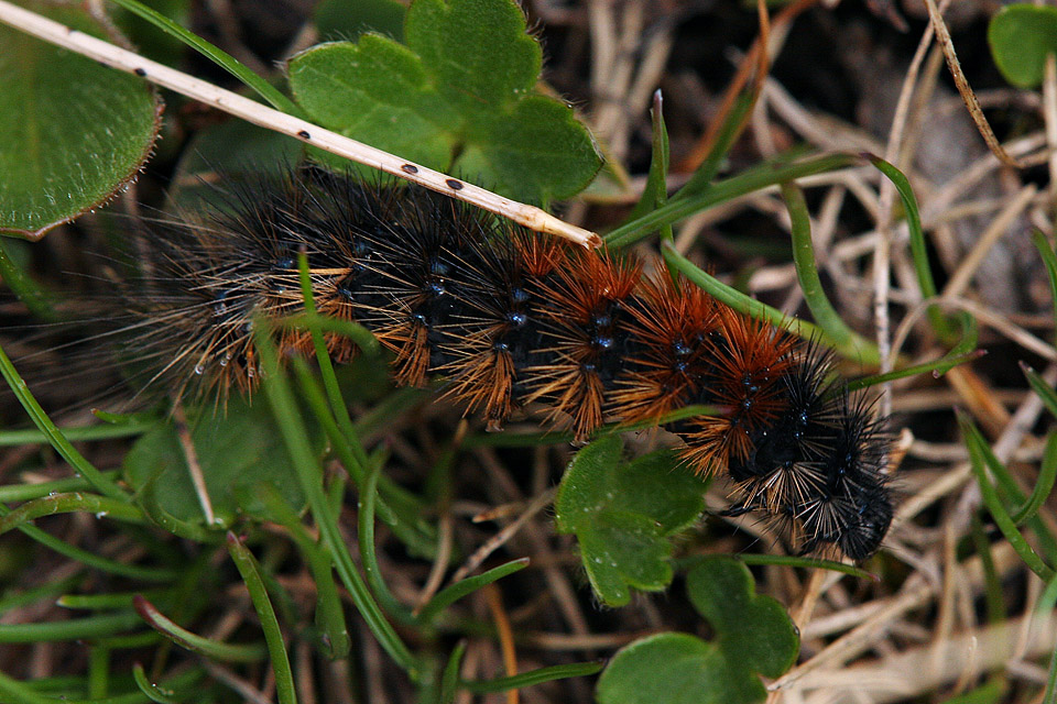 Bruchi da identificera