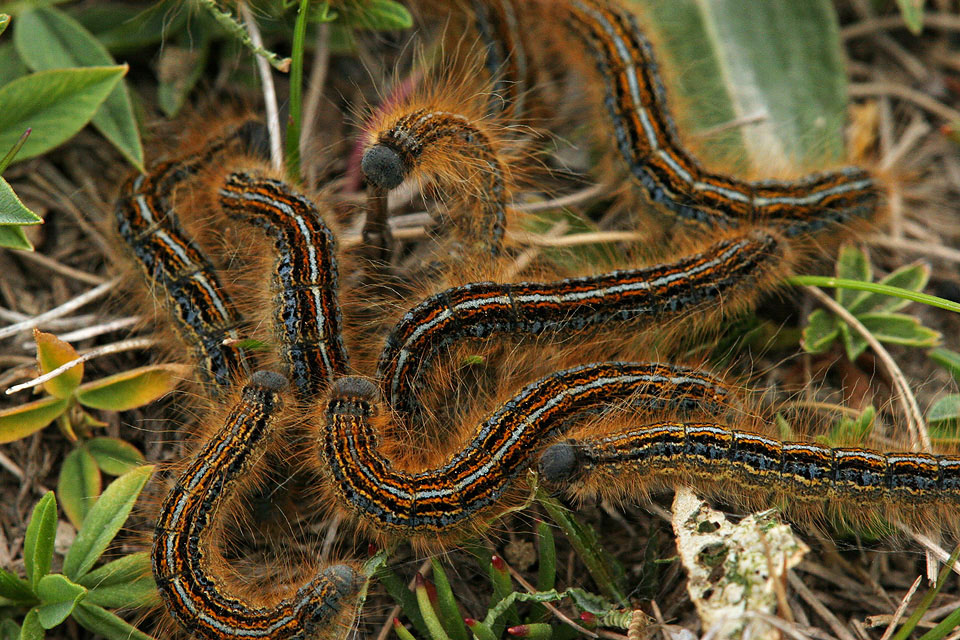 Bruchi da identificera