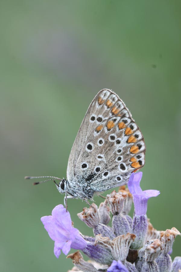 Identificazione Licenide- Agrodiateus thersites?