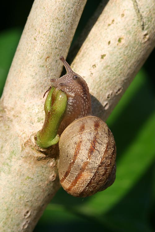 Aiuto per Identificazione chiocciola