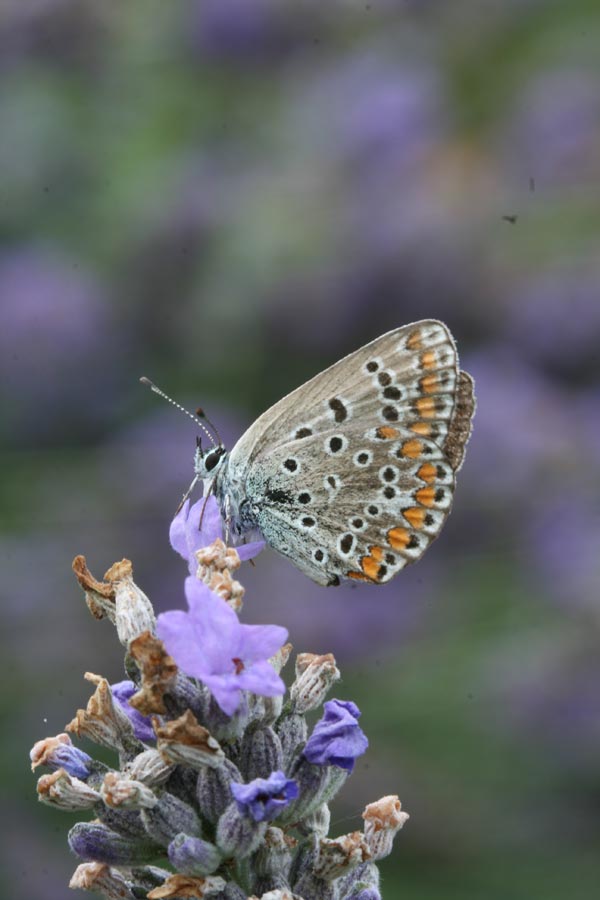 Identificazione Licenide- Agrodiateus thersites?