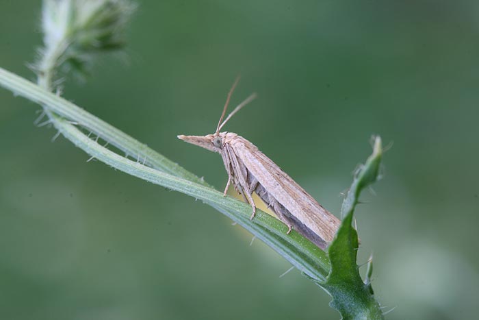 Identificazione falena - Crambidae