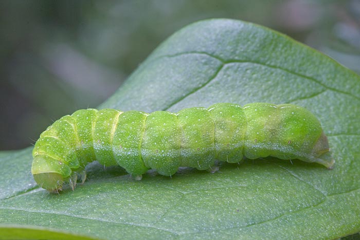 Identificazione Lepidotteri