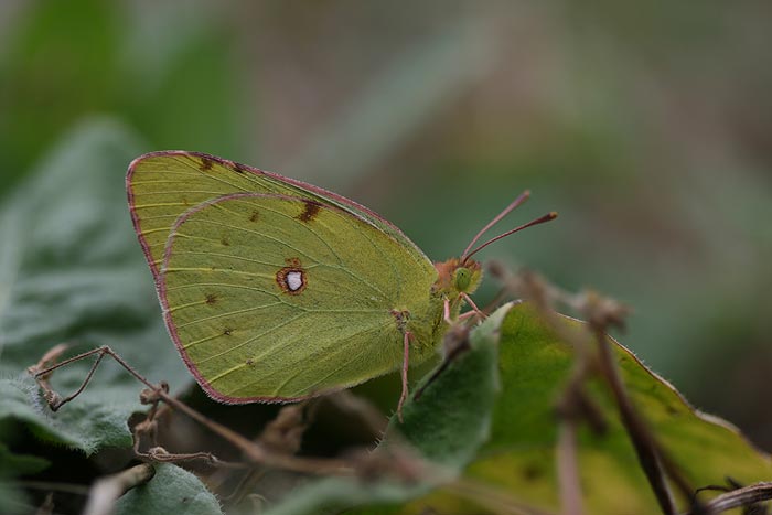 Identificazione Lepidotteri