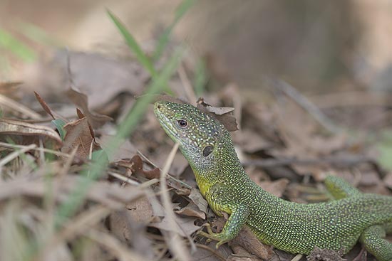 genere Lacerta