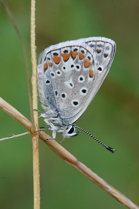 Licenide 1 da identificare