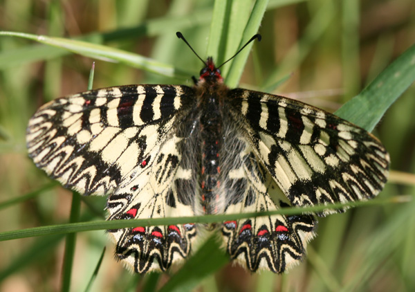 identificazione Zerynthia