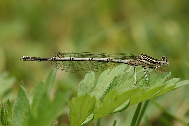 identificazione libellula - Platycnemis pennipes