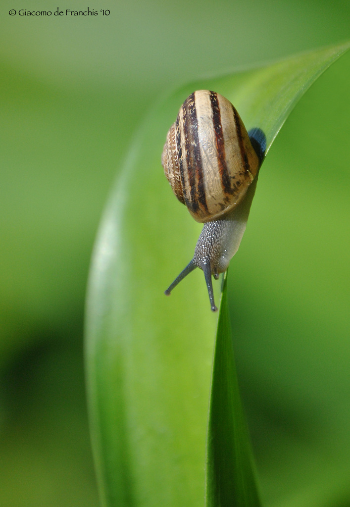 Aiuto Identificazione Chiocciola!