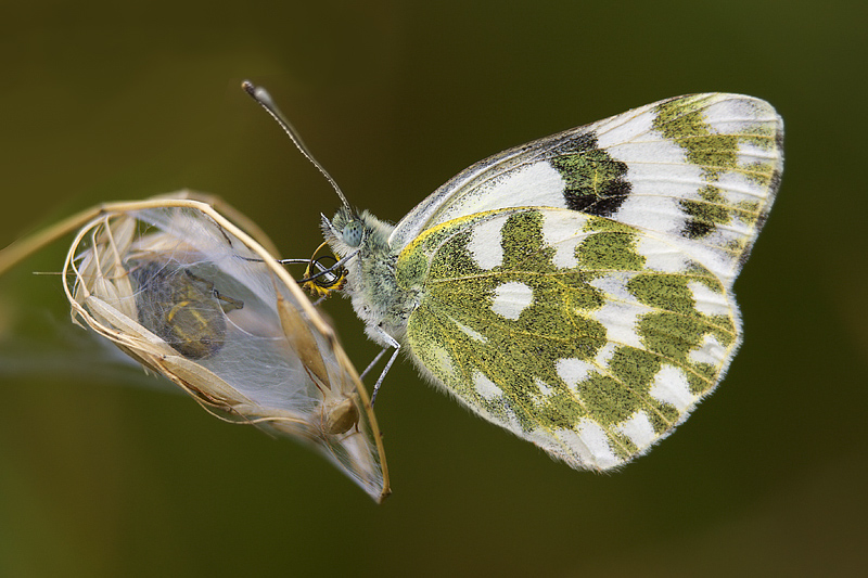 Spirotromba di Pontia edusa