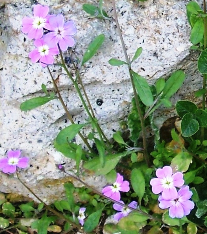 Malcolmia graeca?