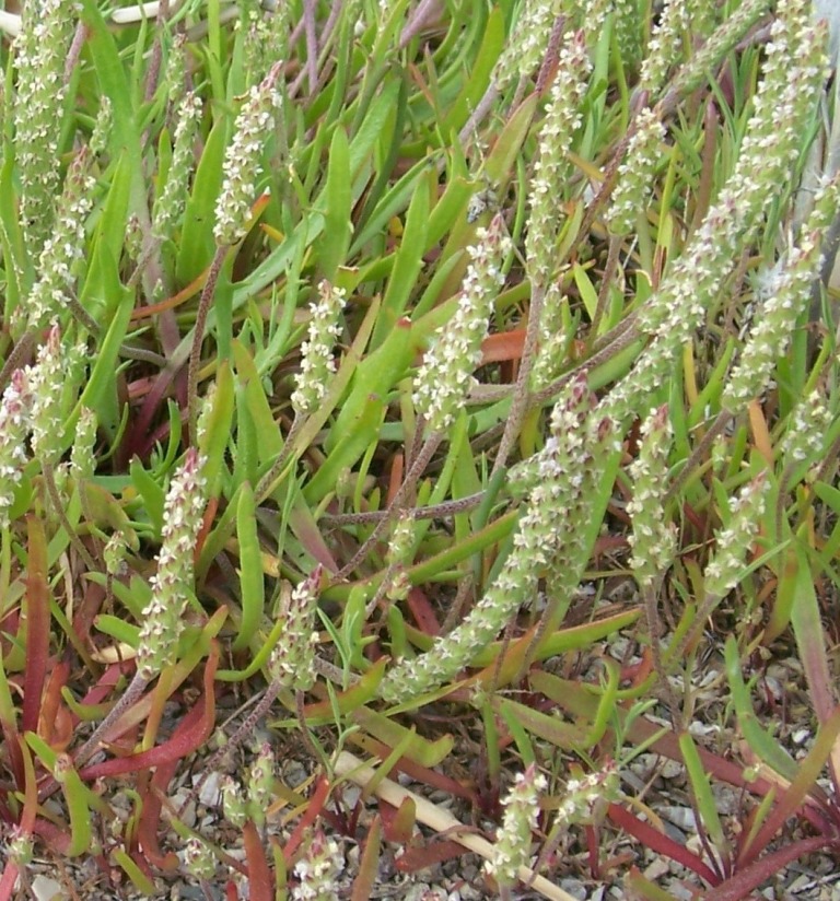 Plantago albicans?