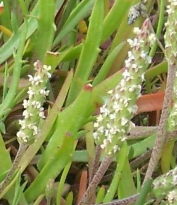 Plantago albicans?