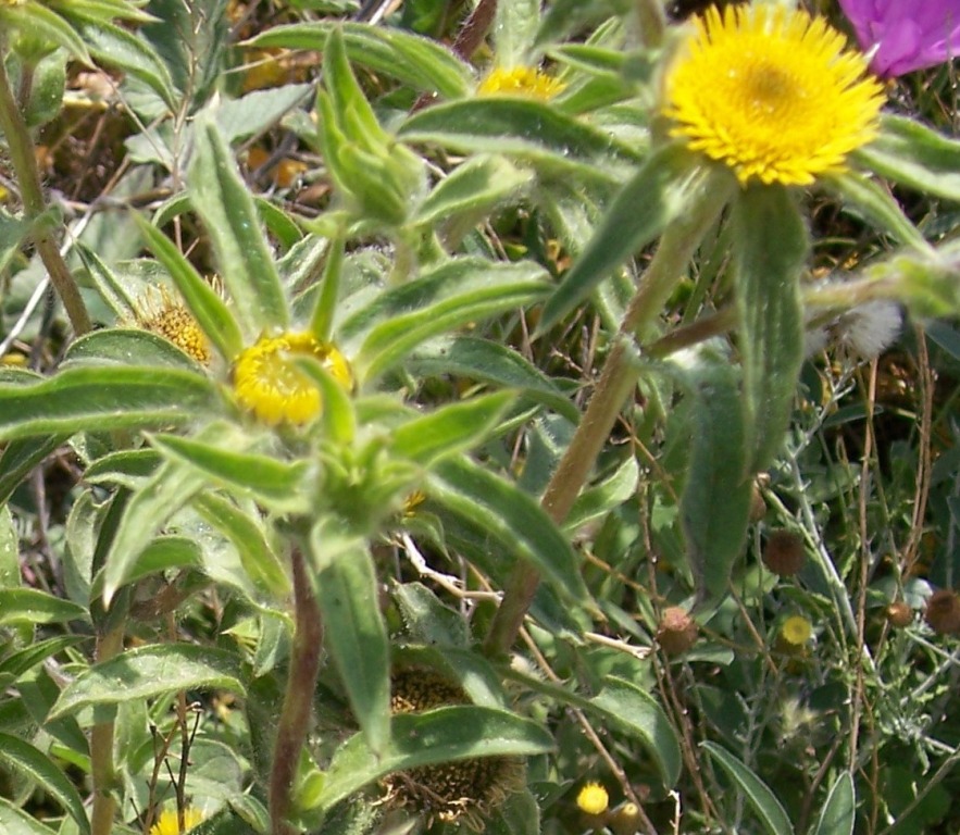 Pallenis spinosa / Asterisco spinoso